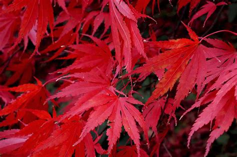 A Guide to Different Japanese Maple Types | Gardener’s Path