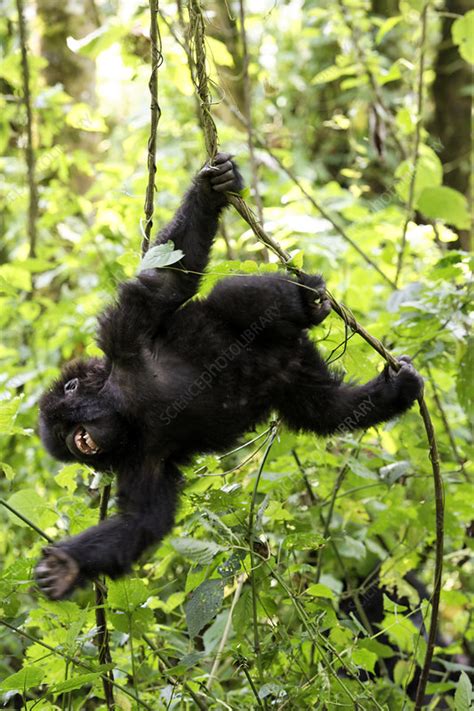 Mountain gorilla (Gorilla beringei beringei) juvenile - Stock Image ...