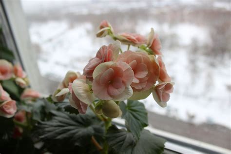 Overwintering begonias: proper winter protection - Plantura