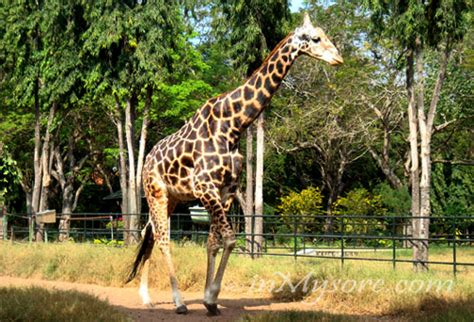 20 Most Popular Zoos in India - BankExamsToday