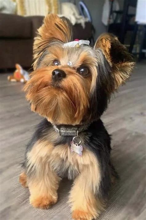 When Is A Teacup Yorkie Full Grown? (Size & Age Full Grown) in 2023 | Yorkie, Teacup yorkie ...