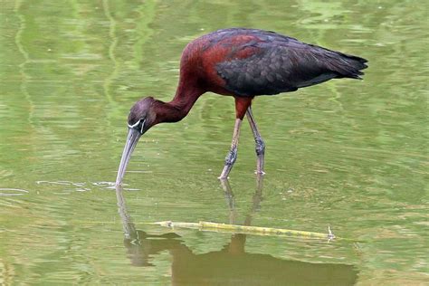 Springtime wildlife in the fens • New Life on the Old West