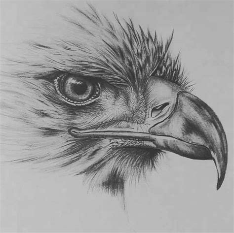 🔥Pencil Drawings for Tattoo | Pencil drawings of animals, Eagle drawing, Bird drawings