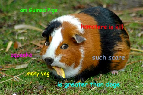 Guinea Pige | Doge | Know Your Meme