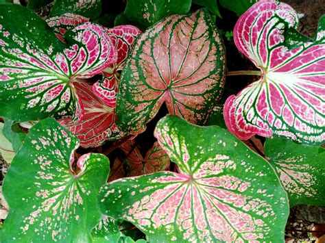 How To Grow Fancy Leaf Caladiums