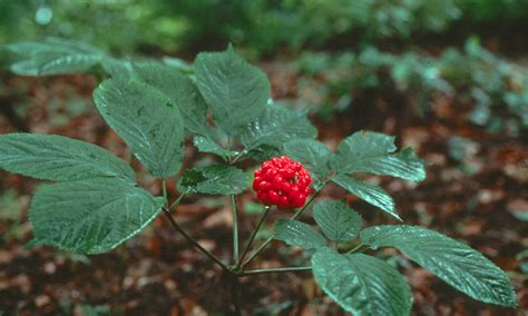 Medicinal Use of Notoginseng, San Qi (Chinese) - Panax Notoginseng (Araliaceae) | Herbs and Remedies