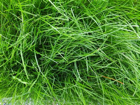 Meadow Fescue Long Term Grass Seed Mix only £78.33