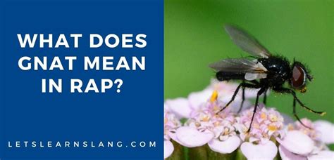 What Does Gnat Mean In Rap? (EXPLAINED) - Lets Learn Slang