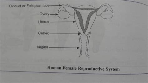 Female Reproductive System Diagram Color