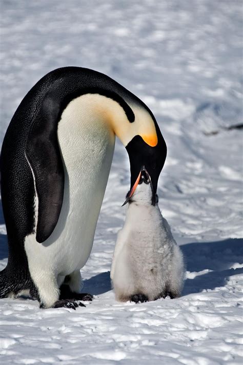 Lunchtime. Photo by ÐœÐ¸Ñ…Ð°Ð¸Ð» Ð¨Ð»ÐµÐ¼Ð¾Ð² | Baby penguins, Penguins, Cute animals images