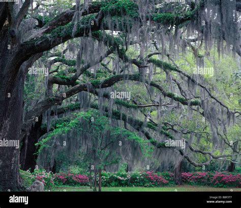 Moss hanging from an old live oak tree in Savannah Georgia Stock Photo, Royalty Free Image ...