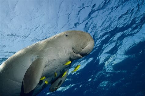 Fact File: Dugong (Dugong dugon) - Australian Geographic