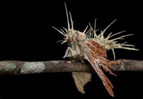 A bug covered with Cordyceps Tuberculata fungus. : r/WTF