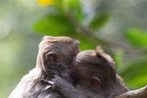 Beautiful Couple of Monkeys Hugging Each Other on a Blurred Background ...