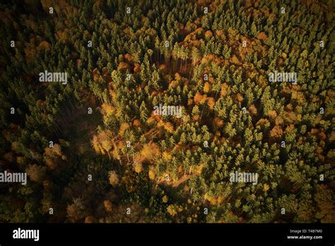 Colorful autumn trees in the forest from above Stock Photo - Alamy