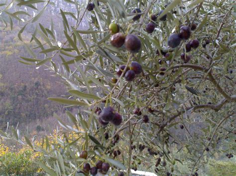 Pete's Guide to Olive Harvesting | ruk.ca