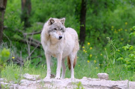 Gray Wolf in Habitat stock image. Image of gray, timber - 9551741