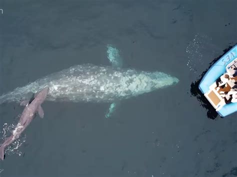 Gray Whale Mom Gives Birth Off Dana Point Coastline: Video | Laguna ...