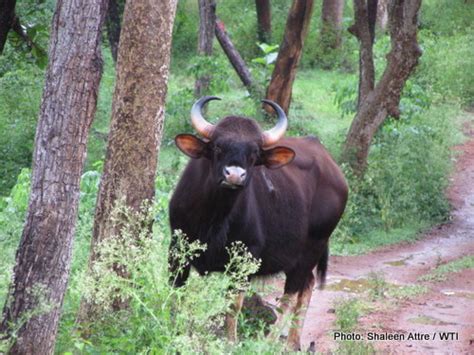 Protection of Gaurs in Nilgiri Biosphere Reserve - Wildlife Trust of India