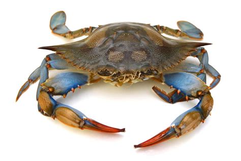 Justice Department Finds $4 Million Worth of American Crab Is Imported ...