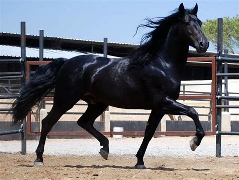 Quais as Melhores Raças de Cavalos de Corrida? | Mundo Ecologia