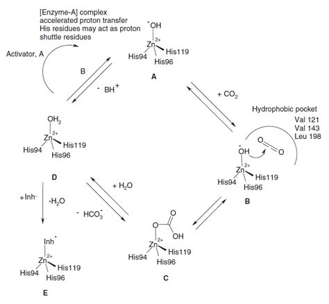 Carbonic Anhydrase - Creative Enzymes