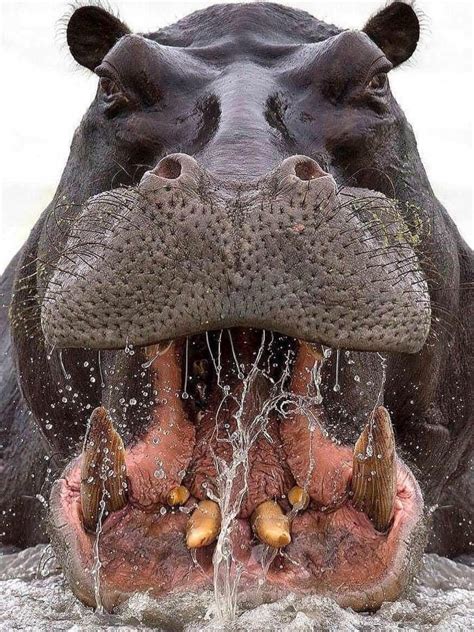 Why a Hippopotamus is Found with Mouth Open? - Hippo Haven