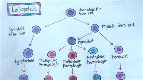 LEUKOPOIESIS || Easy Explanation|| - YouTube