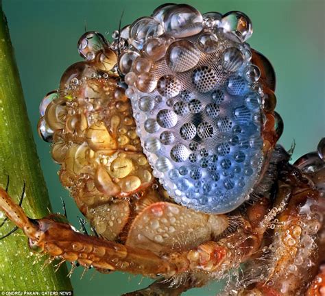 Bugs: Amazing photos show microscopic insects coping with a downpour ...