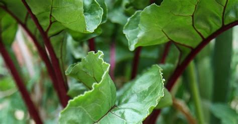 Lavende and Lemonade: How to grow beets in containers