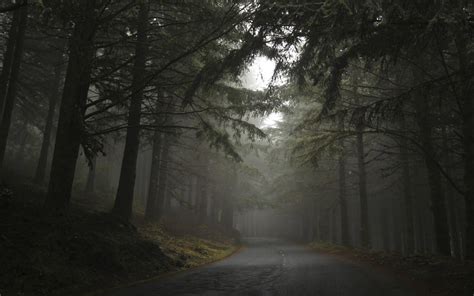 Download Dark Foggy Forest With Road Wallpaper | Wallpapers.com