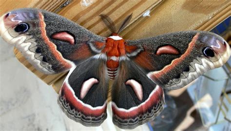 Cecropia Moth | backyardsfornature.org