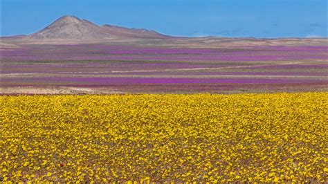 Chilean Desert Comes Alive With Rare Super Flower Bloom - YouTube