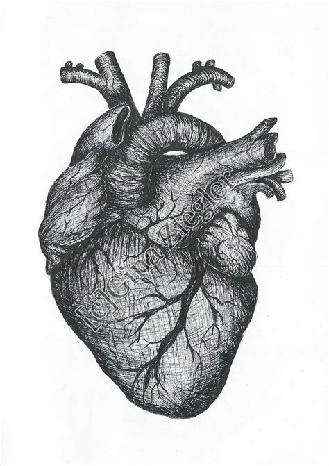 Heart drawing, Human heart drawing, Heart pencil drawing