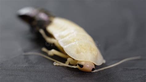 The Molting Process of the Madagascar Cockroach. Stock Video - Video of white, exotic: 292765083