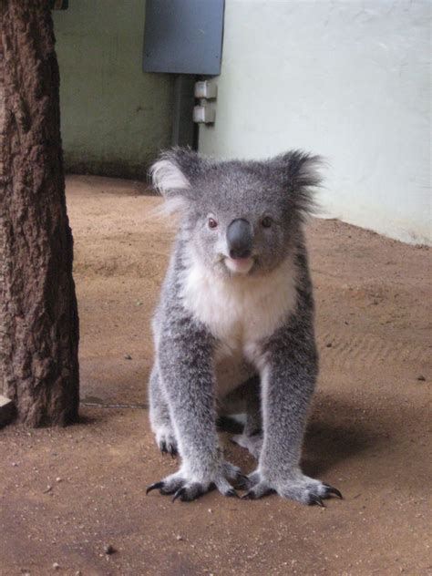 Tours & Tickets - Taronga Zoo Sydney - Book Now - Viator | Australia animals, Koala, Pet birds