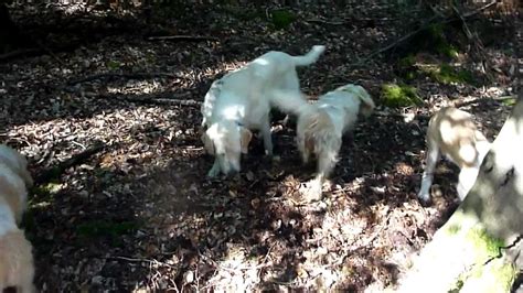 PBGV "hunting" mice - YouTube