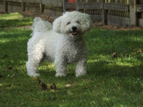 'Hugo The Bichon Frise' - Dog Rescue Dorset - Waggy Tails Rescue