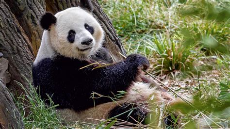 Giant panda – Zoo Berlin