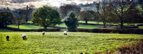 How Pastoral Farming Can Help to Avoid a Biodiversity Crisis - Regeneration International