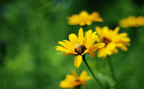 Yellow Summer Flowers - Wallpaper, High Definition, High Quality ...