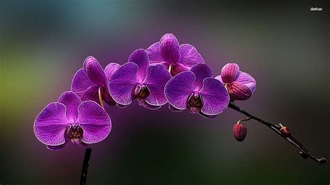 Purple Orchid Wallpapers - Wallpaper Cave