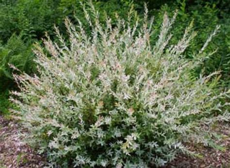 Planting Willow Varieties | 'Hakuro nishiki' - Horticulture