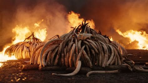 Anthropocene: Exhibition reveals impact of human age | CBC News