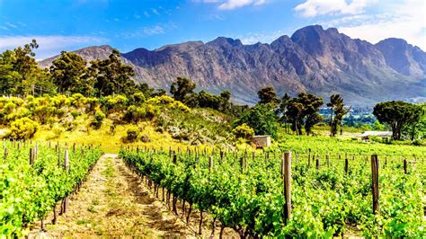 Cape Winelands on Forbes' ‘bucket list’ of global wine destinations