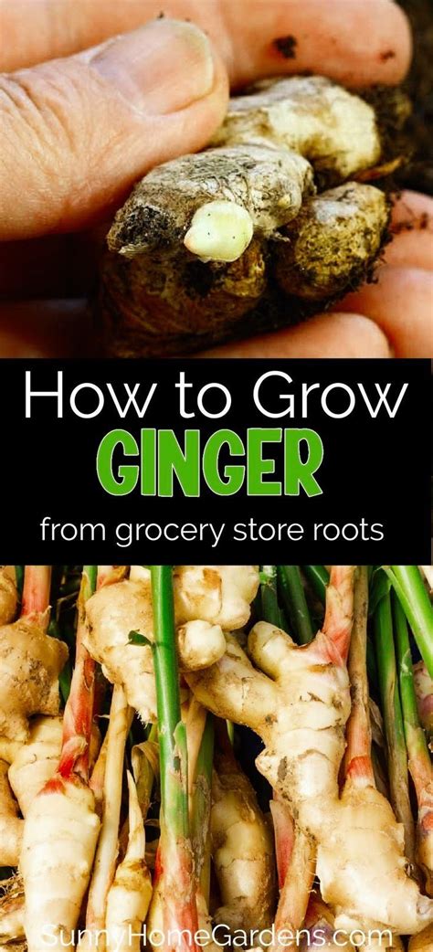 Growing ginger gardening tips. Learn how to grow grocery store ginger roots inside or in pots ...