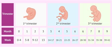 Pregnancy stages: week to month and trimester conversion chart