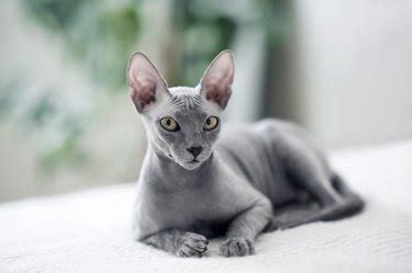 Sphynx Cat Breed Facts & Information | Cuteness