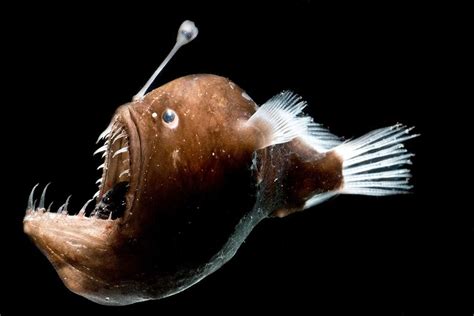 Deep-sea anglerfish may shed luminous bacteria into the ocean water | New Scientist