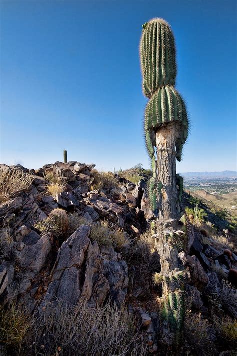 Phoenix Mountain Preserve, Phoenix Arizona | Derrick Bostrom | Flickr